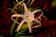 1st Sep 2016 - Spider lily (Hymenocallis littoralis)