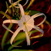 Spider lily (Hymenocallis littoralis) by congaree