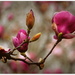 Magnolia's by julzmaioro