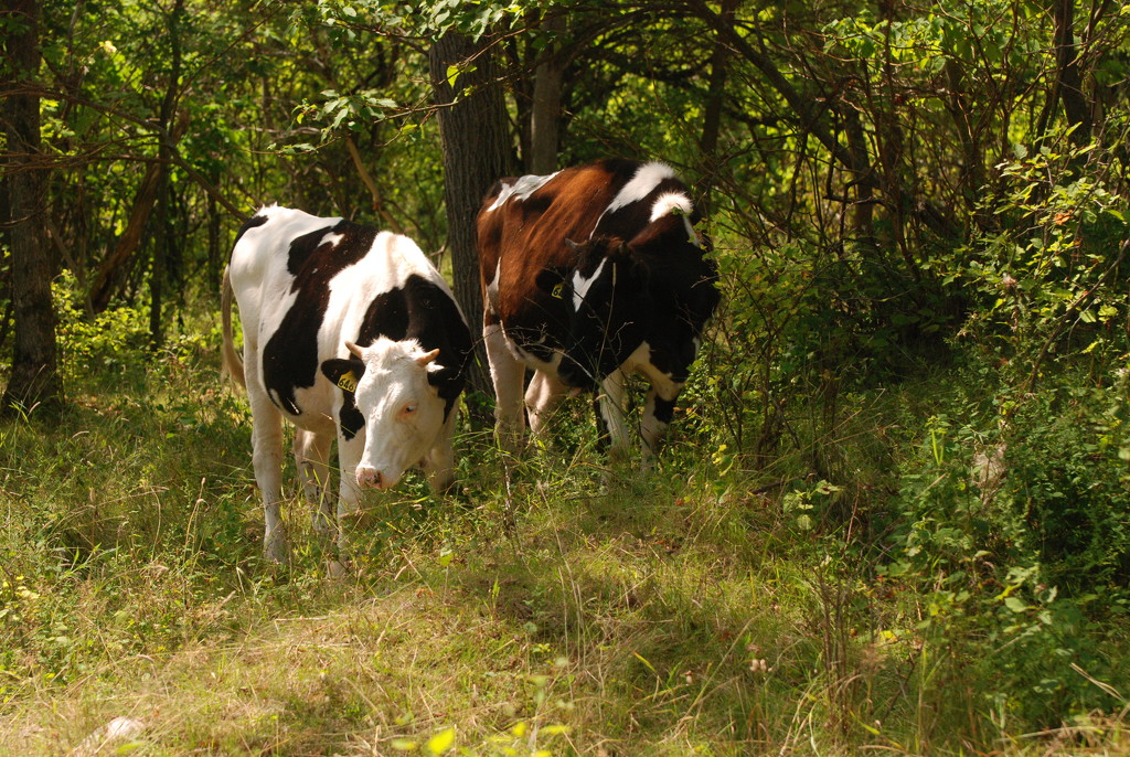 Dairy Heifers in the Shade by farmreporter