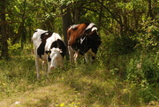 25th Aug 2016 - Dairy Heifers in the Shade