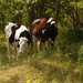 Dairy Heifers in the Shade by farmreporter