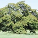 shade tree by scottmurr