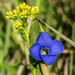 Greater Fringed Gentian by rminer