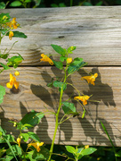 30th Aug 2016 - Jewelweed on a wooden Bridge