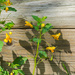 Jewelweed on a wooden Bridge by rminer