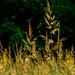 Prairie Grass by rminer