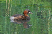 30th Aug 2016 - GALLERY OF GREBES - ONE