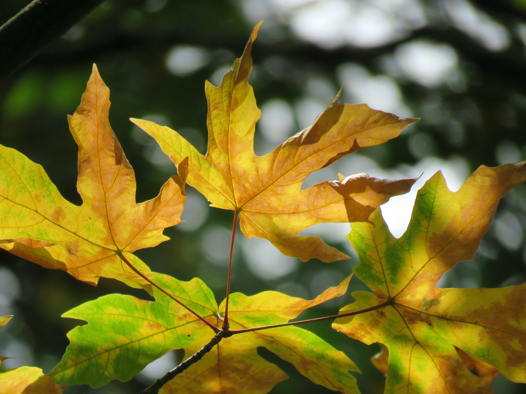 Maple Leaves by seattlite