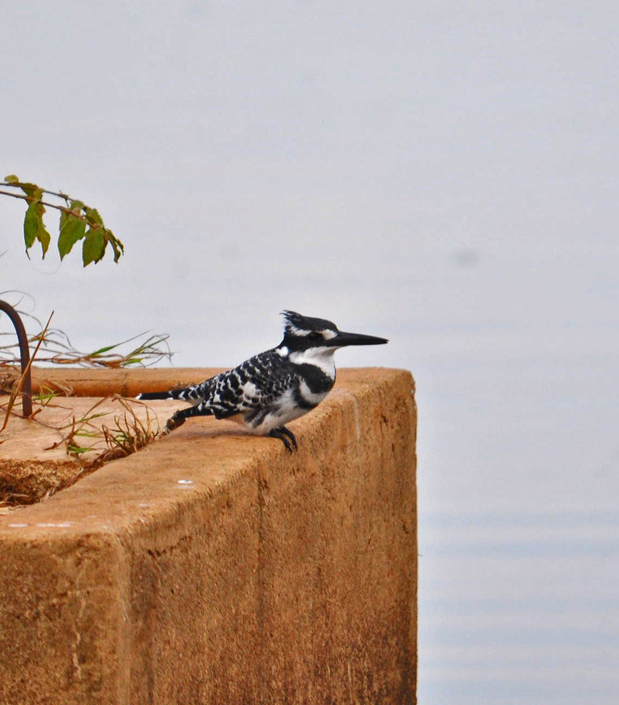 Pied kingfisher  by philbacon