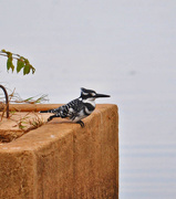 8th Aug 2016 - Pied kingfisher 