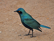 5th Aug 2016 - Southern Glossy Starling 