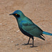 Southern Glossy Starling  by philbacon
