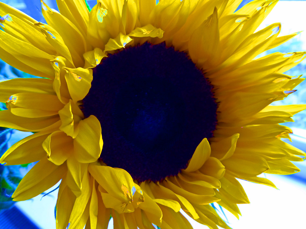 Sunflower by cmp