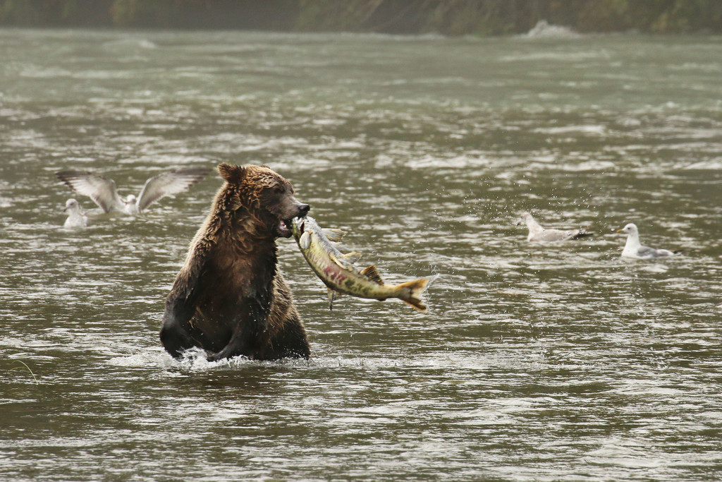 Grizzly's Dinner by shepherdmanswife