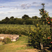 Apple Orchard by megpicatilly