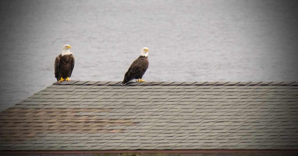 Bald Eagles! by rickster549