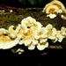 Popcorn or fungi? by julienne1