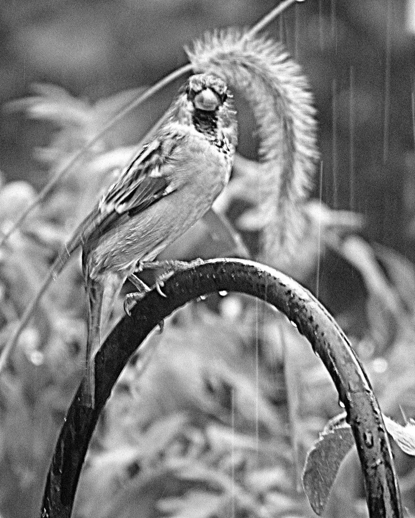 Bird in the Rain by daisymiller