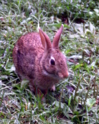 1st Sep 2016 - My Bunny Visitor