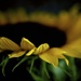 Sunflower by kwind