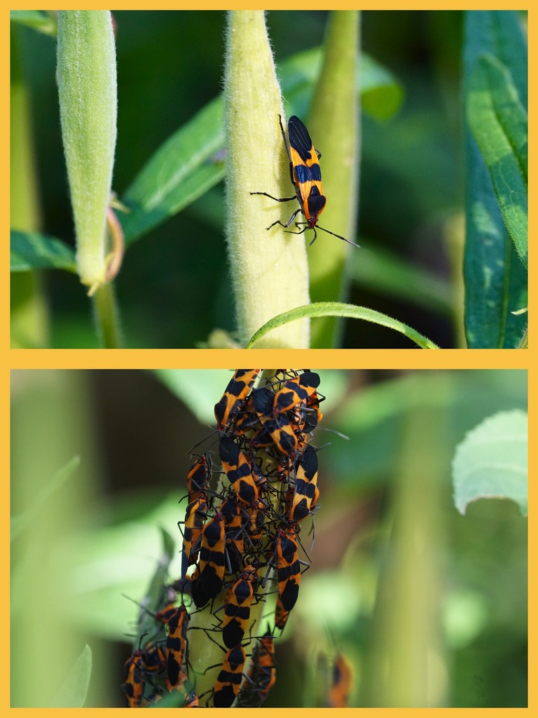 where there's one milkweed bug.... by amyk