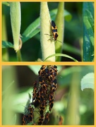 1st Sep 2016 - where there's one milkweed bug....