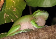 9th Dec 2010 - Green Frog