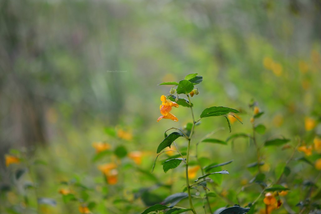 jewelweed... by earthbeone