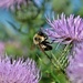 thistles and bee by lynnz