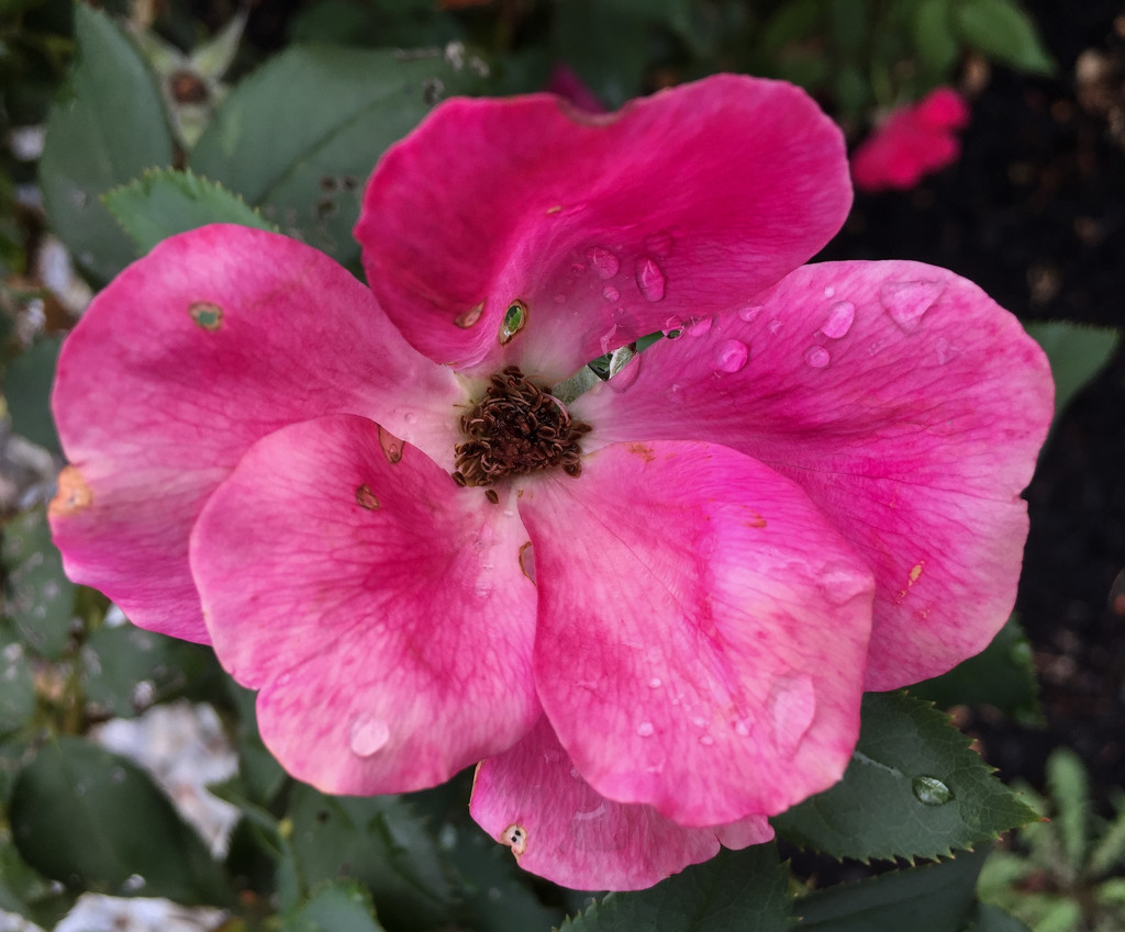 Rainy Day Rose by loweygrace
