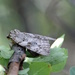 Tree Trunk Moth by sunnygreenwood
