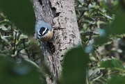 1st Sep 2016 - Red-breasted Nuthatch