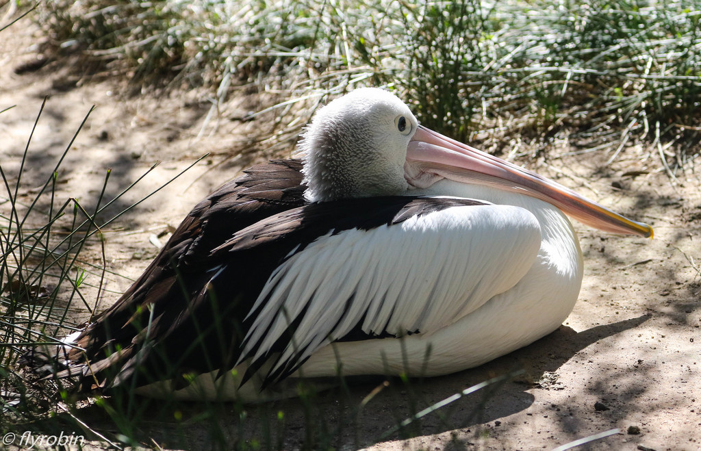 Pelican at rest by flyrobin