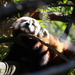 Red panda rest by flyrobin