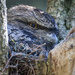 Tawny frogmouth nesting by flyrobin
