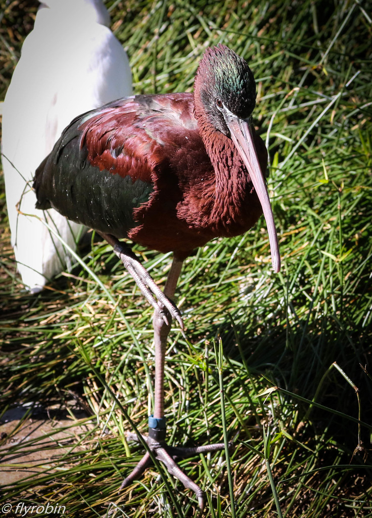 Glossy ibis by flyrobin