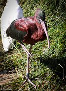 26th Aug 2016 - Glossy ibis