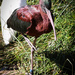 Glossy ibis by flyrobin