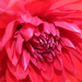 Heart Of The Dahlia by phil_sandford