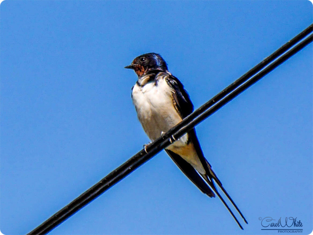 One Swallow Does Not A Summer Make by carolmw