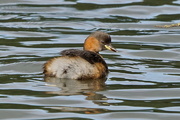 31st Aug 2016 - ANOTHER GREBE