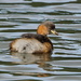 ANOTHER GREBE by markp