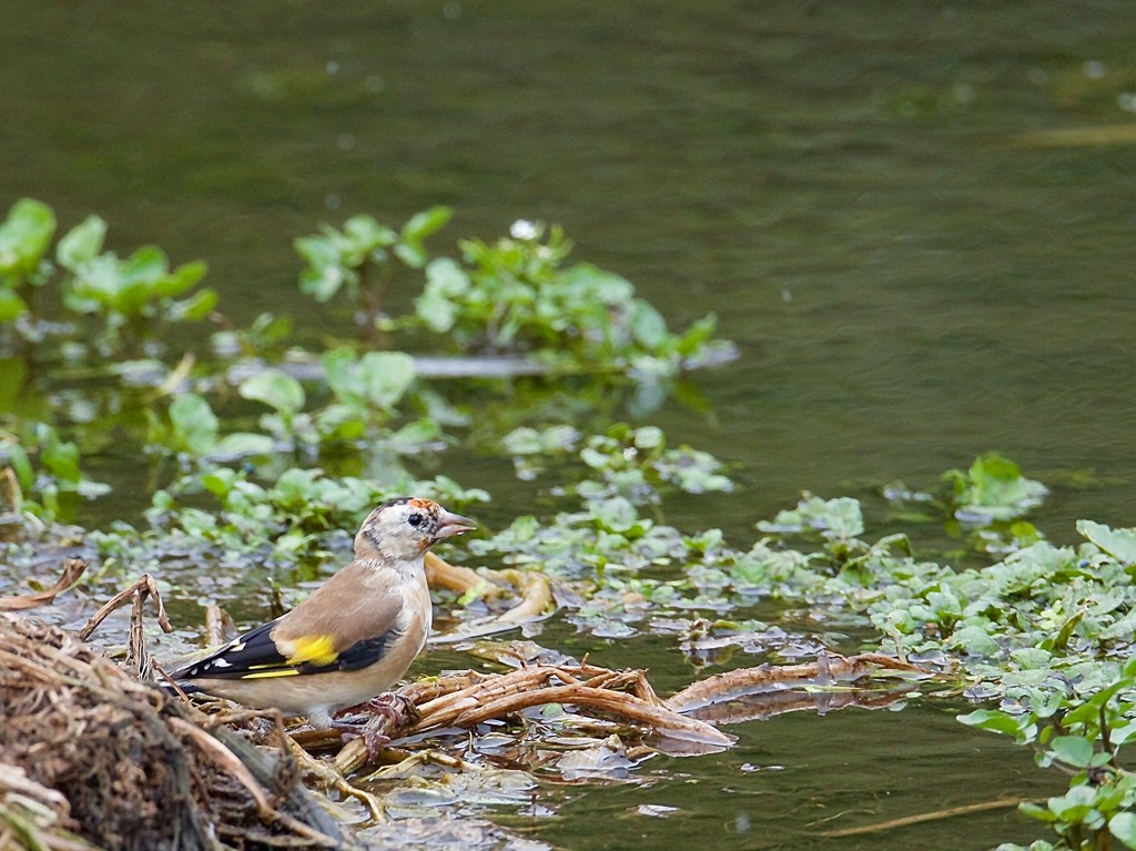 Young Goldfinch by padlock