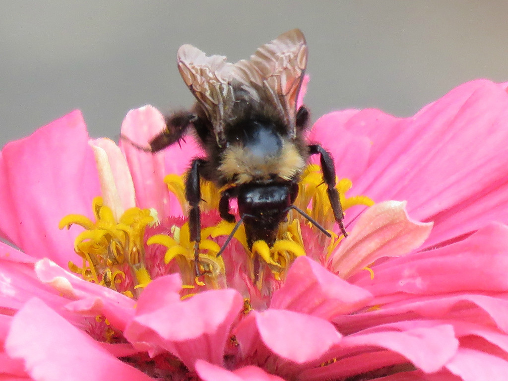 Binging Bumble Bee by seattlite