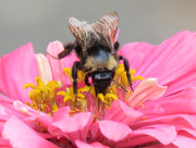 2nd Sep 2016 - Binging Bumble Bee
