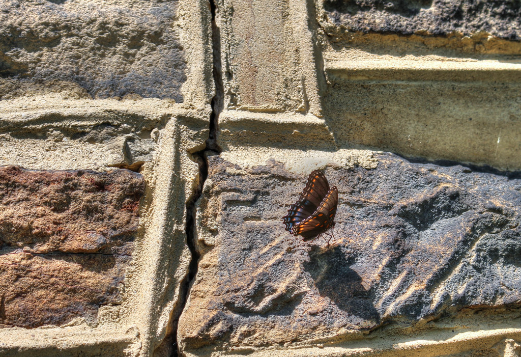 Butterfly on the wall by mittens