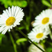 Mexican fleabane by inthecloud5