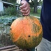 First Pumpkin! by beckyk365