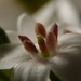 Tiny white flower by rubyshepherd